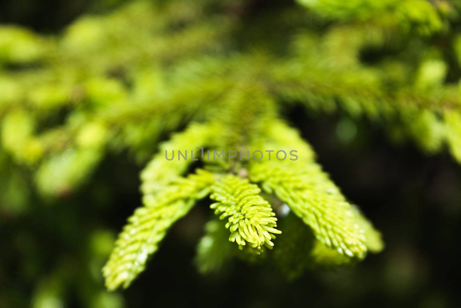 macro shoot of the green fir tree