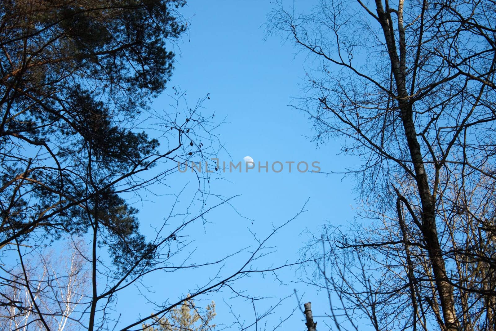 photo of the moon in the forest