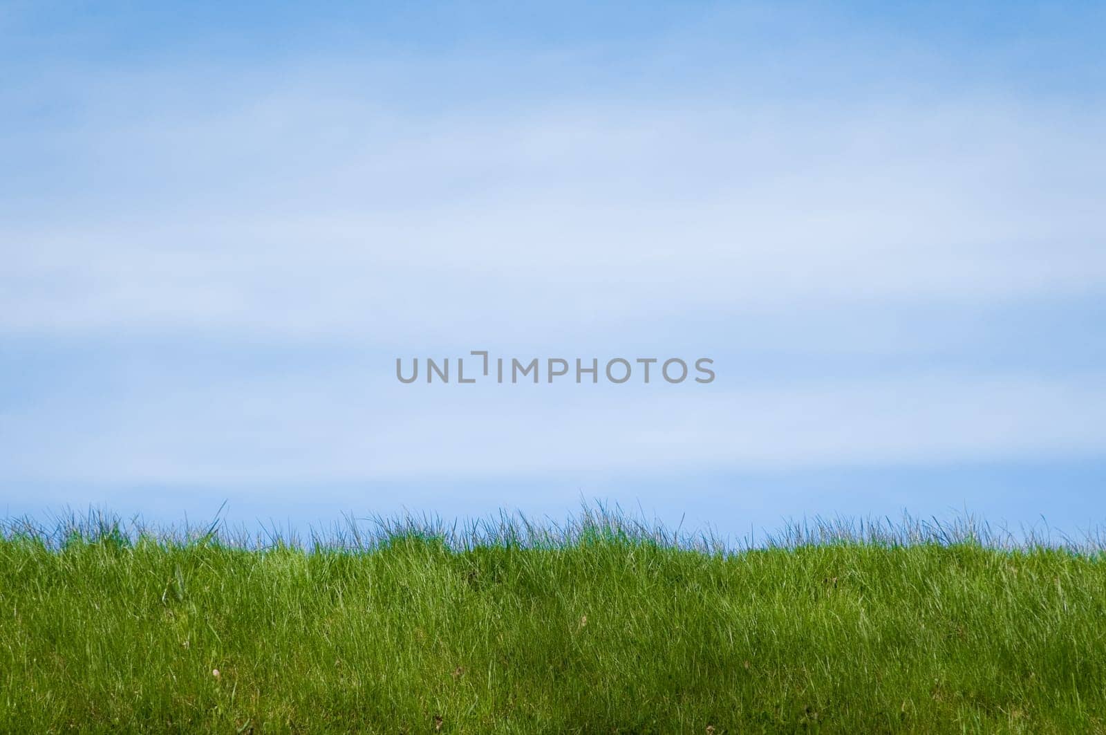 green grass field in foreground and blue cloudy sky in background with lot of copy space