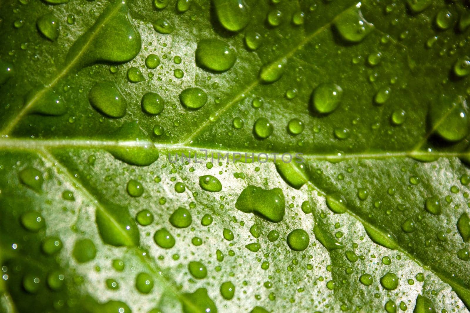close up photo of the green leaf with water drops