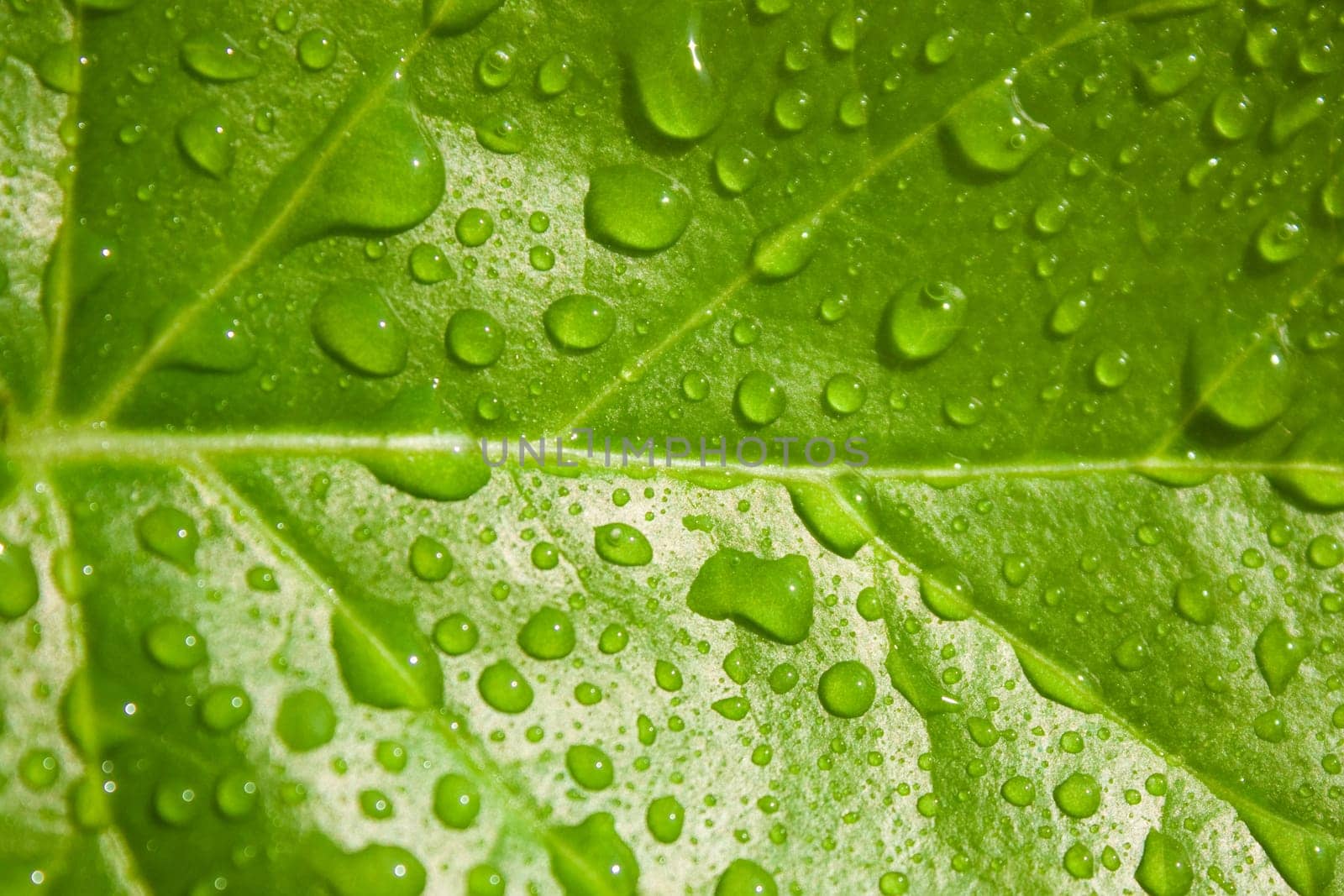 close up photo of the green leaf with water drops