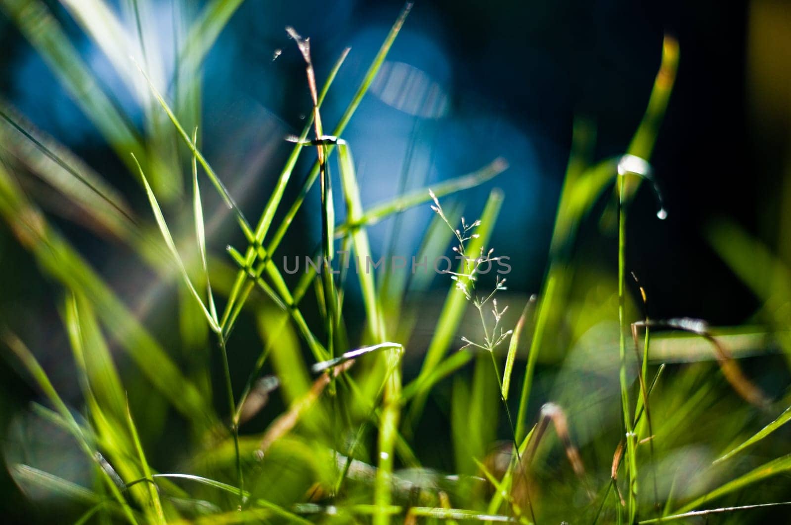 green grass in the light of the sun with blured background