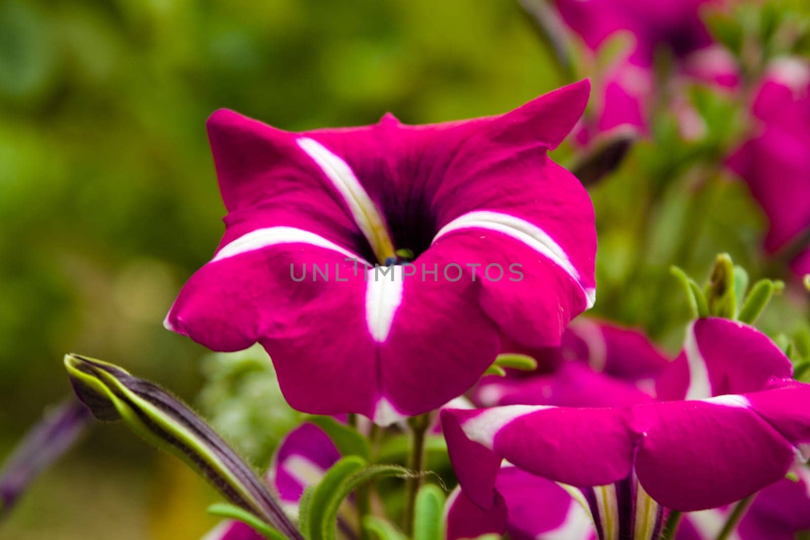 close up photo of the beautiful and colorful wild flower
