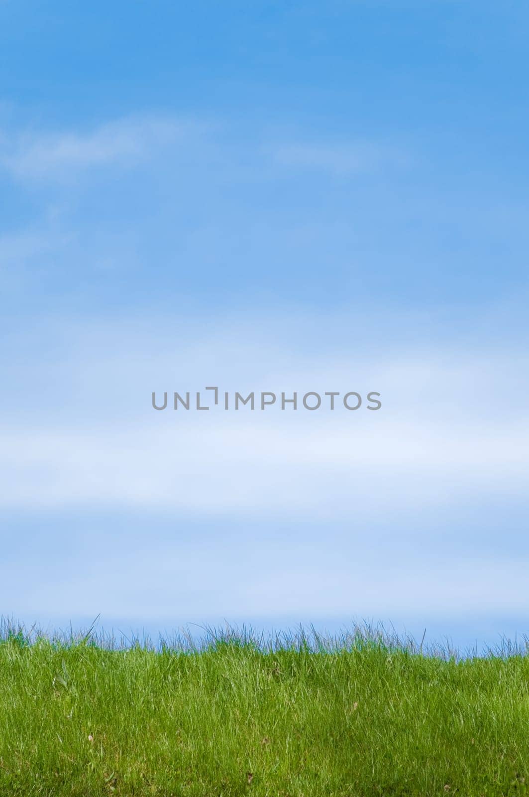 green grass field in foreground and blue cloudy sky in background with lot of copy space