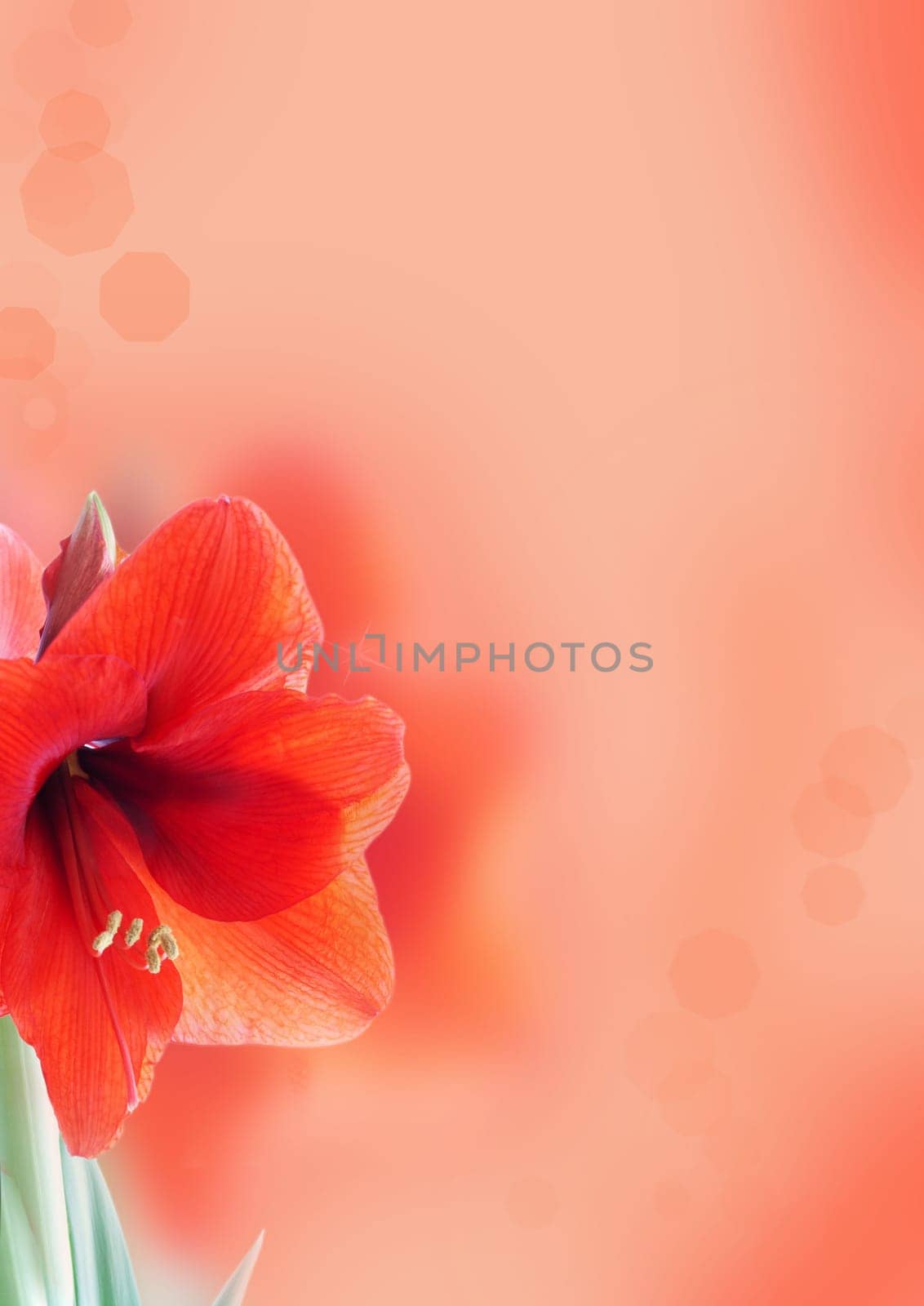 a light red background with amaryllis blossom