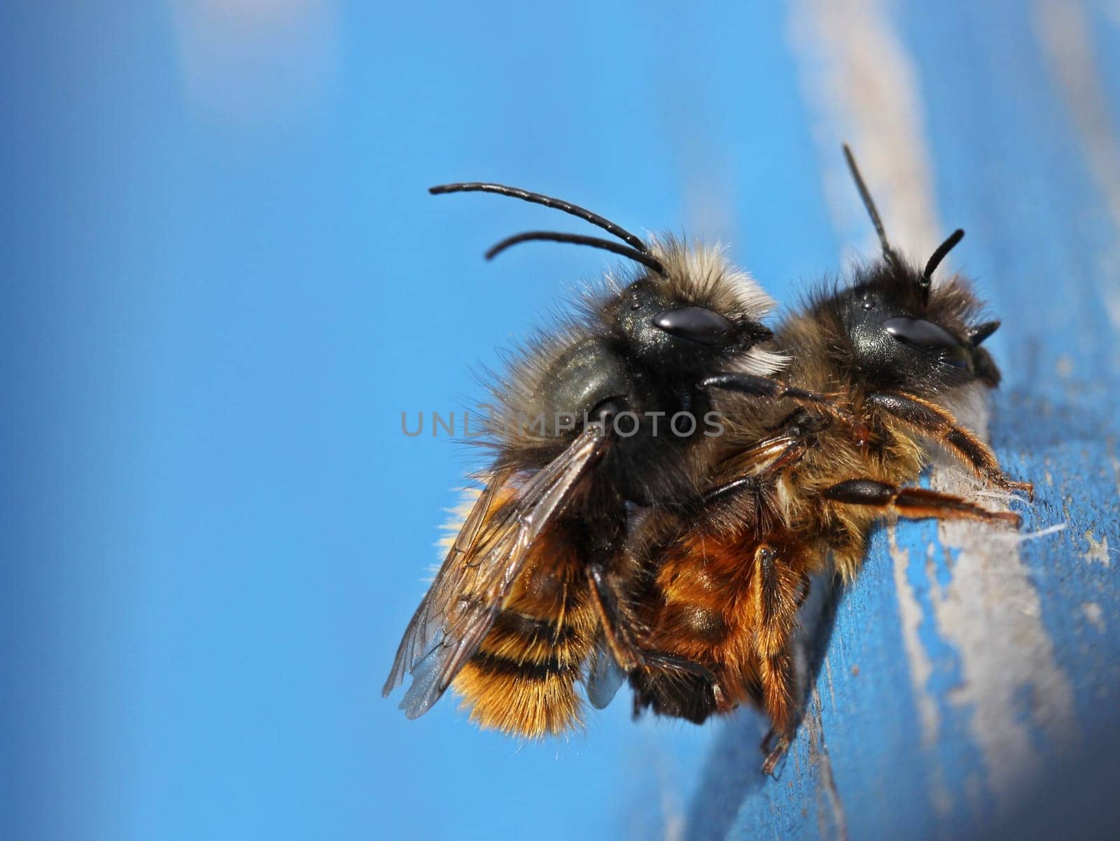Horned mason bees mating