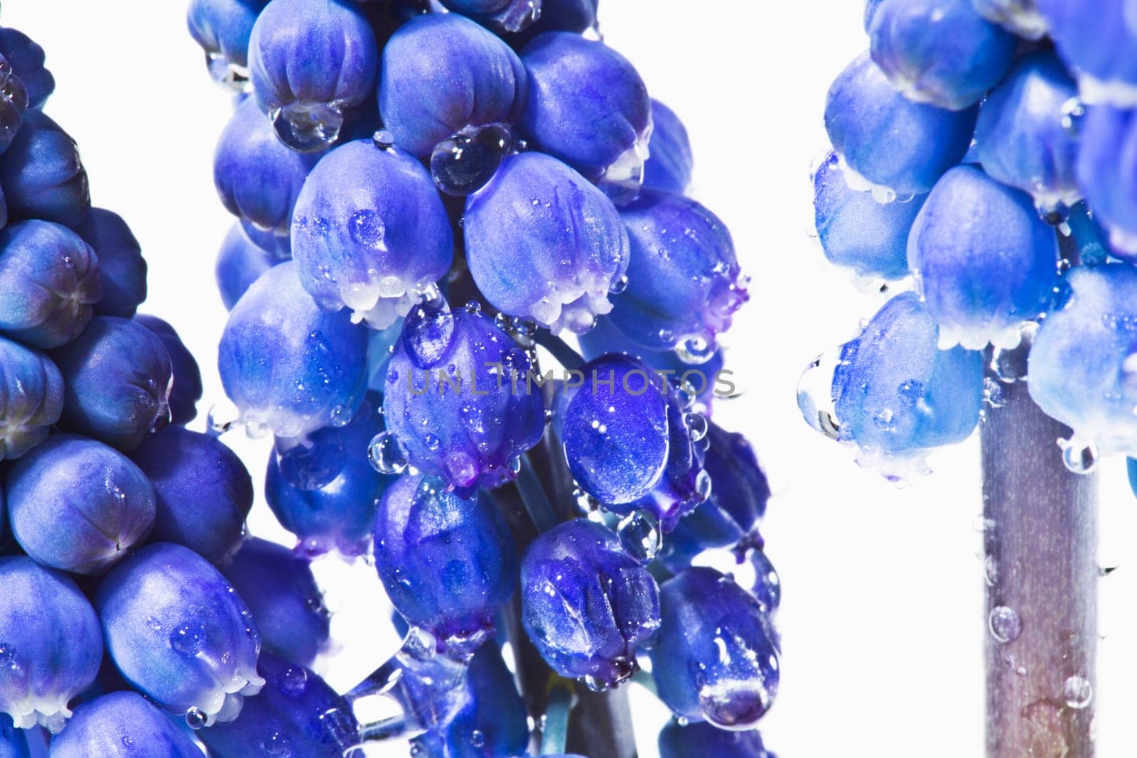 Grape hyacinths