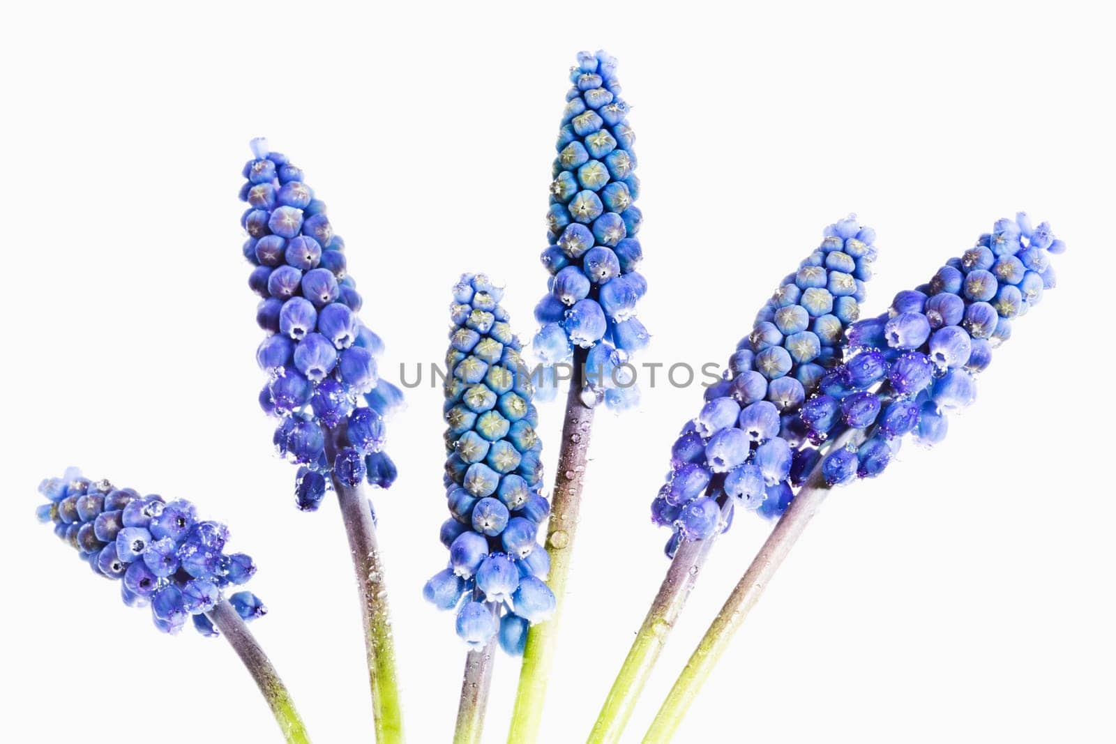 Grape hyacinths