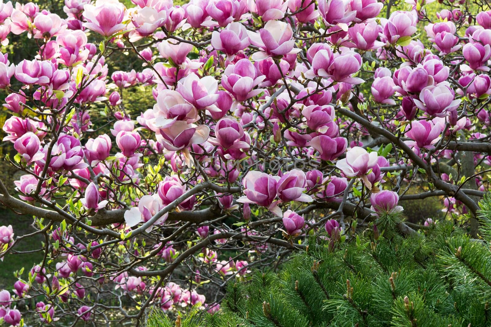 Magnolias,magnificent shrub in a park