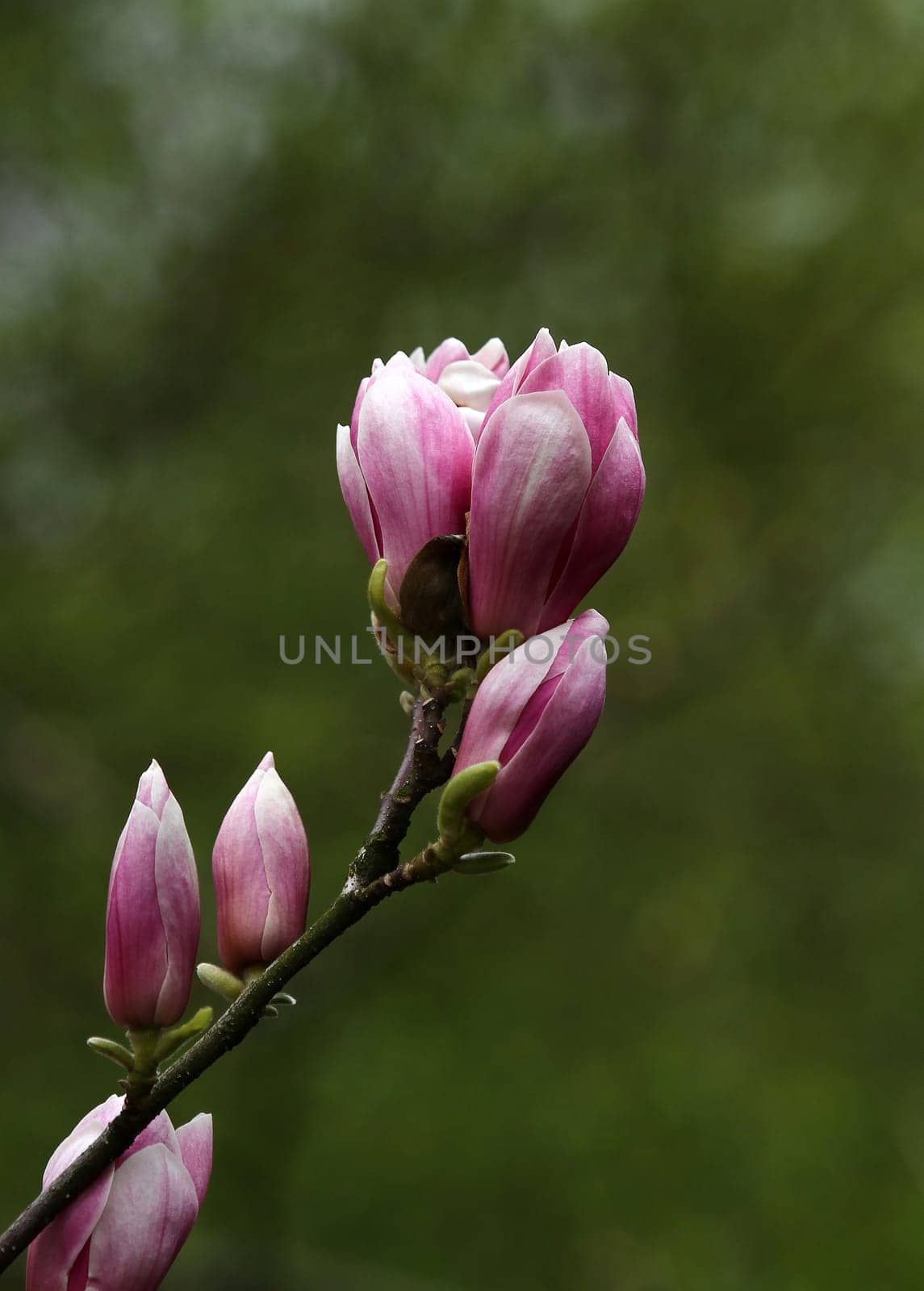 Magnolia flowers