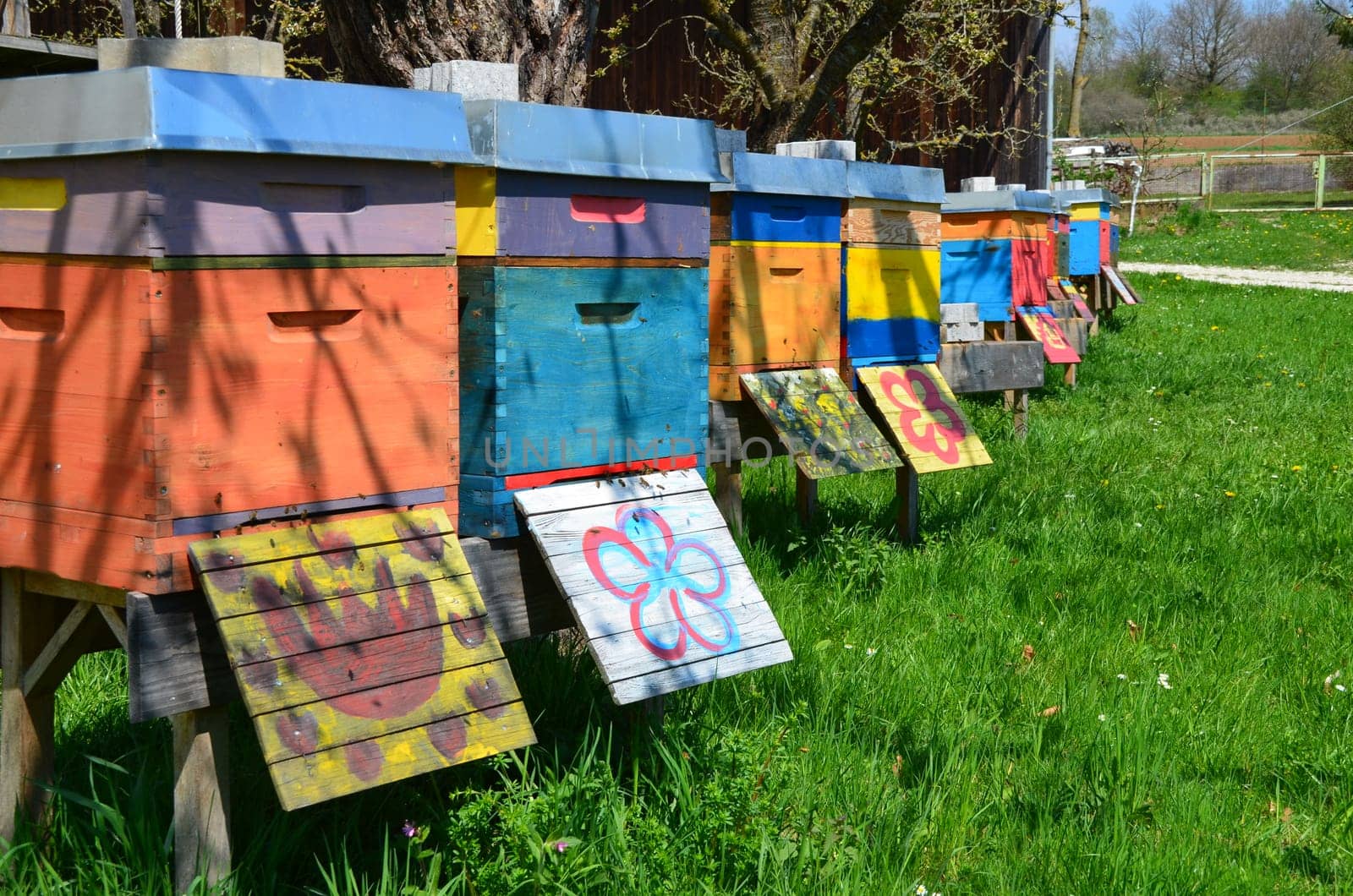 Happy beehives
