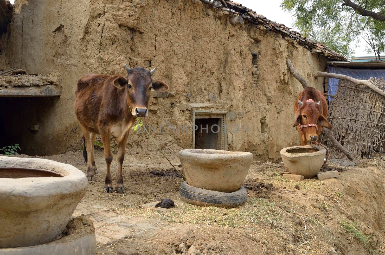farm with cows and manger in India