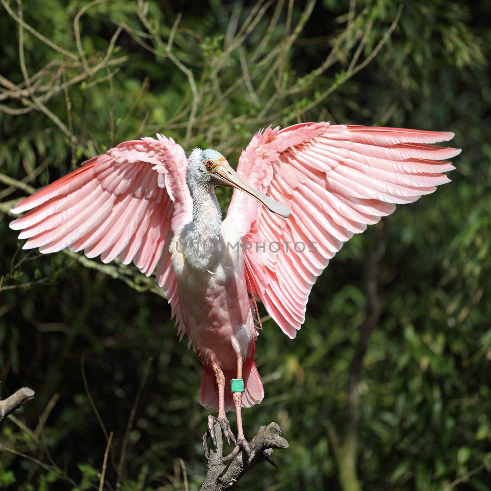Details of a roseate spoonbill perching in captivity.