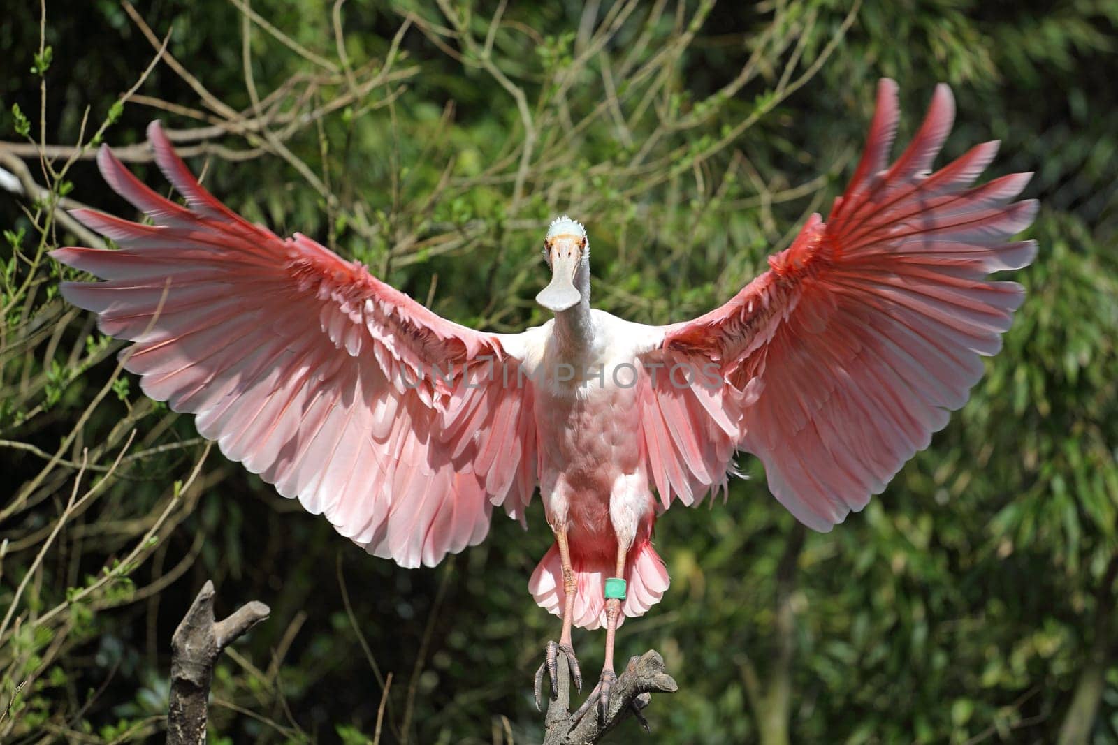 Details of a roseate spoonbill perching in captivity.
