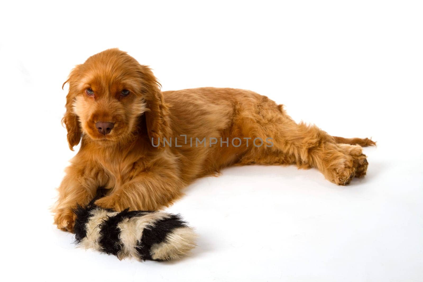 Red cocker spaniel puppy on light background