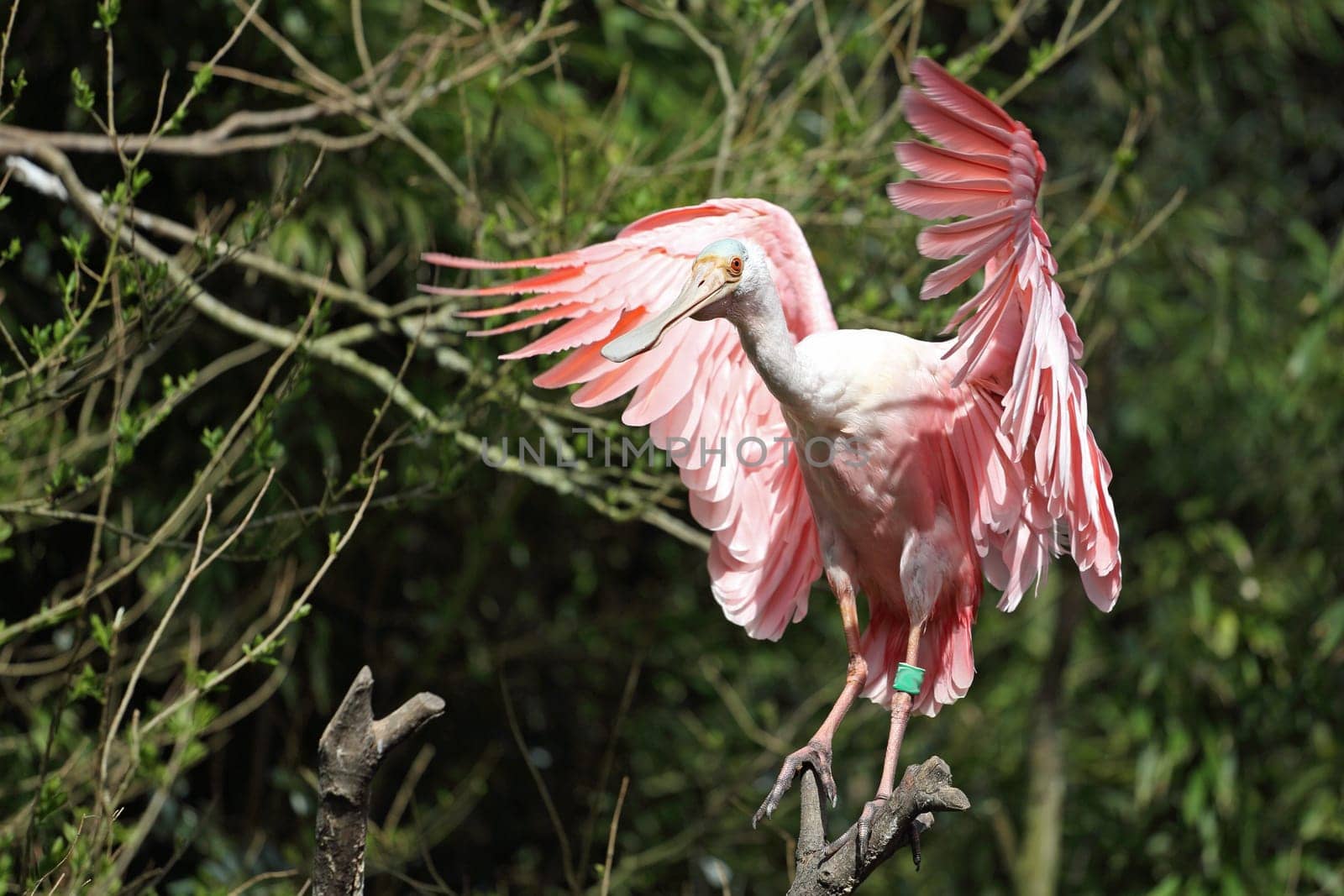 Details of a roseate spoonbill perching in captivity.