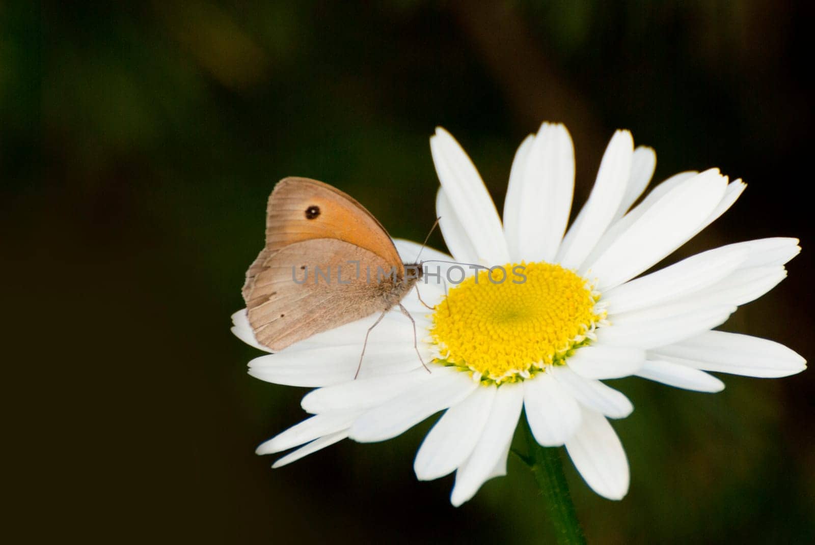 Butterfly on Marguerite