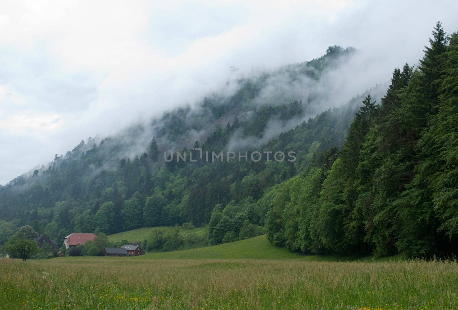 Rainy mood in the Black Forest