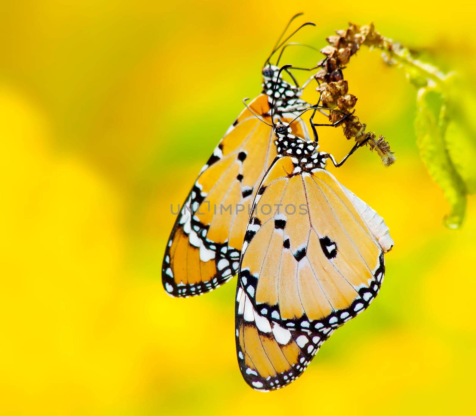 Butterfly yellow