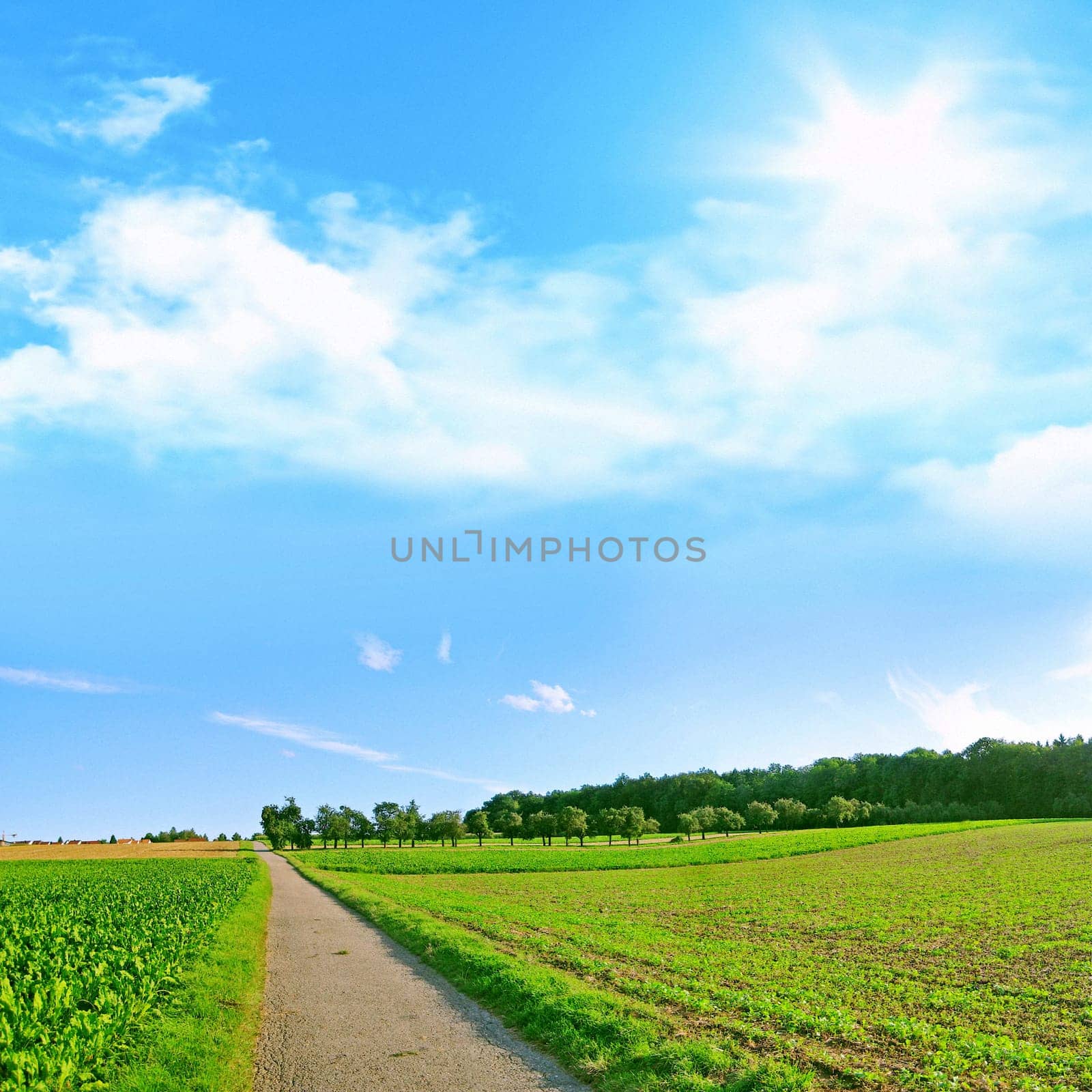 path trough the fields on a sunny day