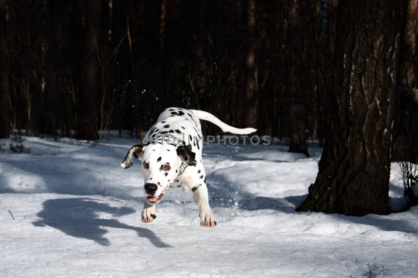 photo of the dalmatian dog jumping