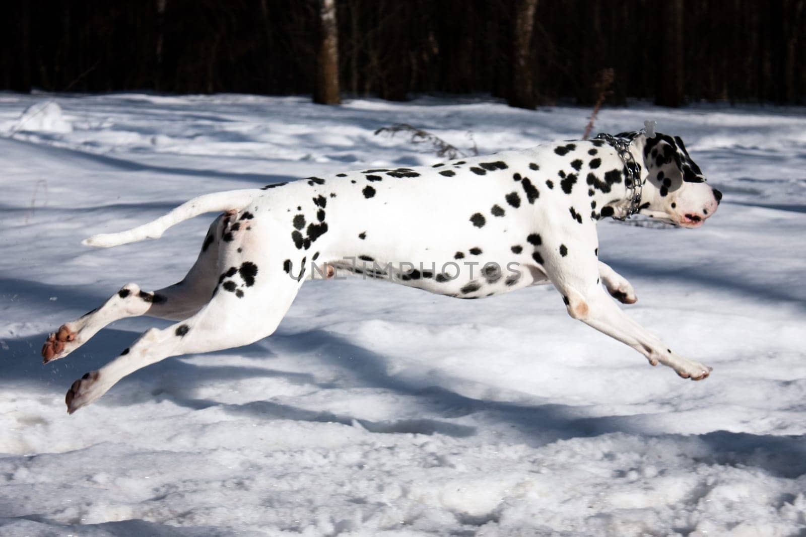 photo of the dalmatian dog jumping