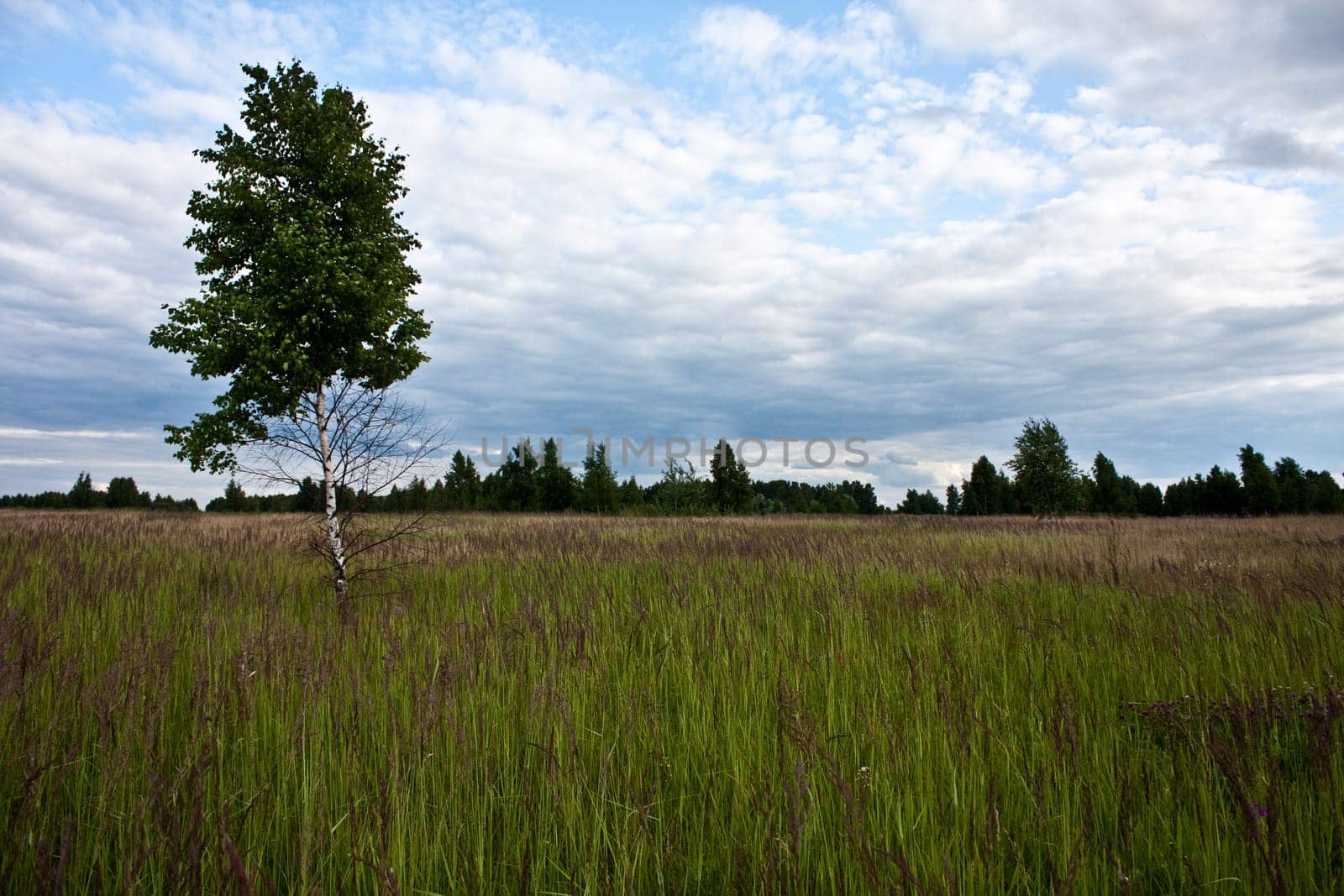 summer landscape with blue cloudy sky and lonely tree in the green field