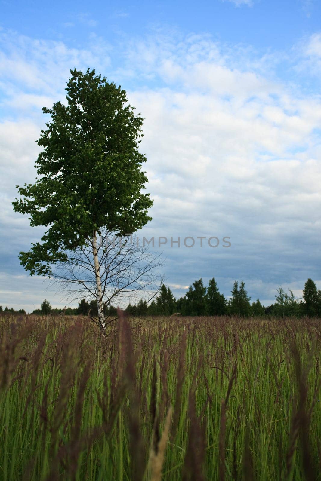 summer landscape with blue cloudy sky and lonely tree in the green field