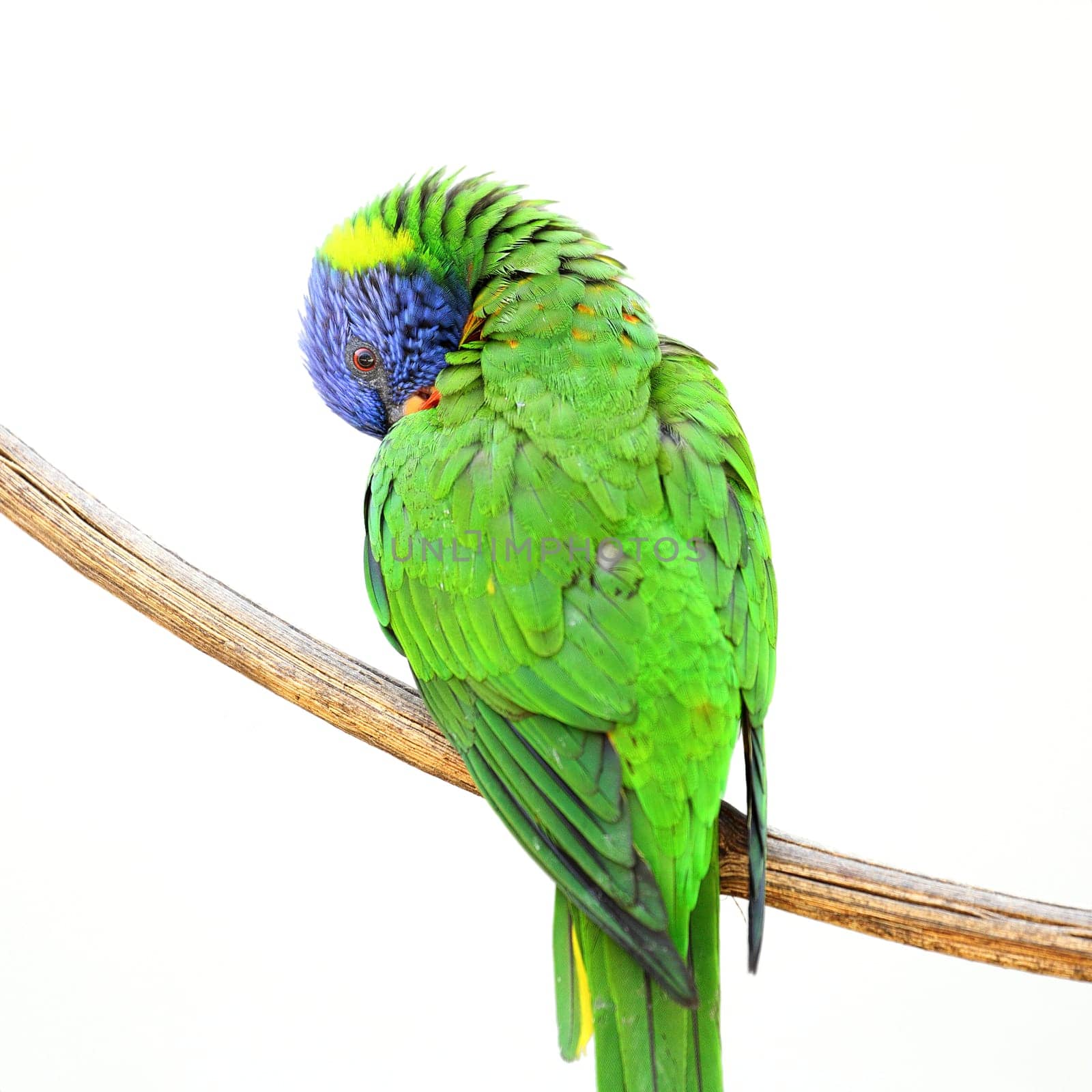 Details of rainbow lorikeet, trichoglossus haematodus, perching on a branch, isolated on white.