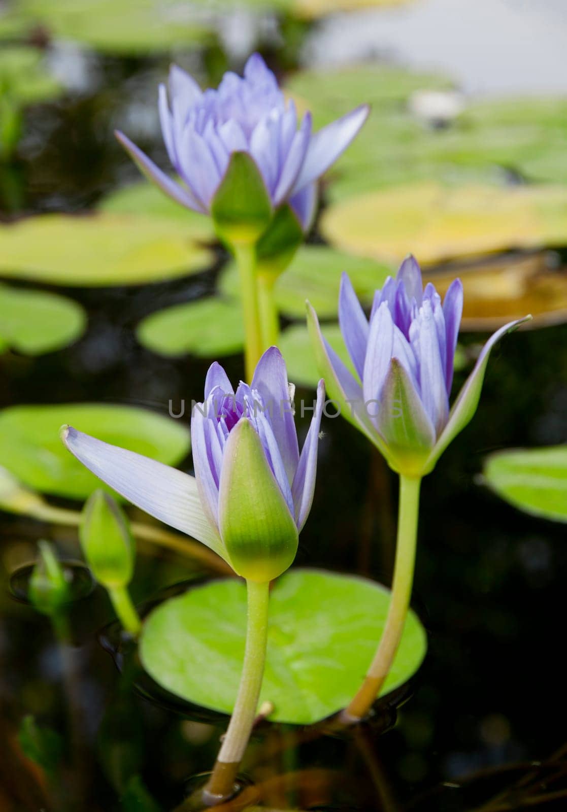 Lotus