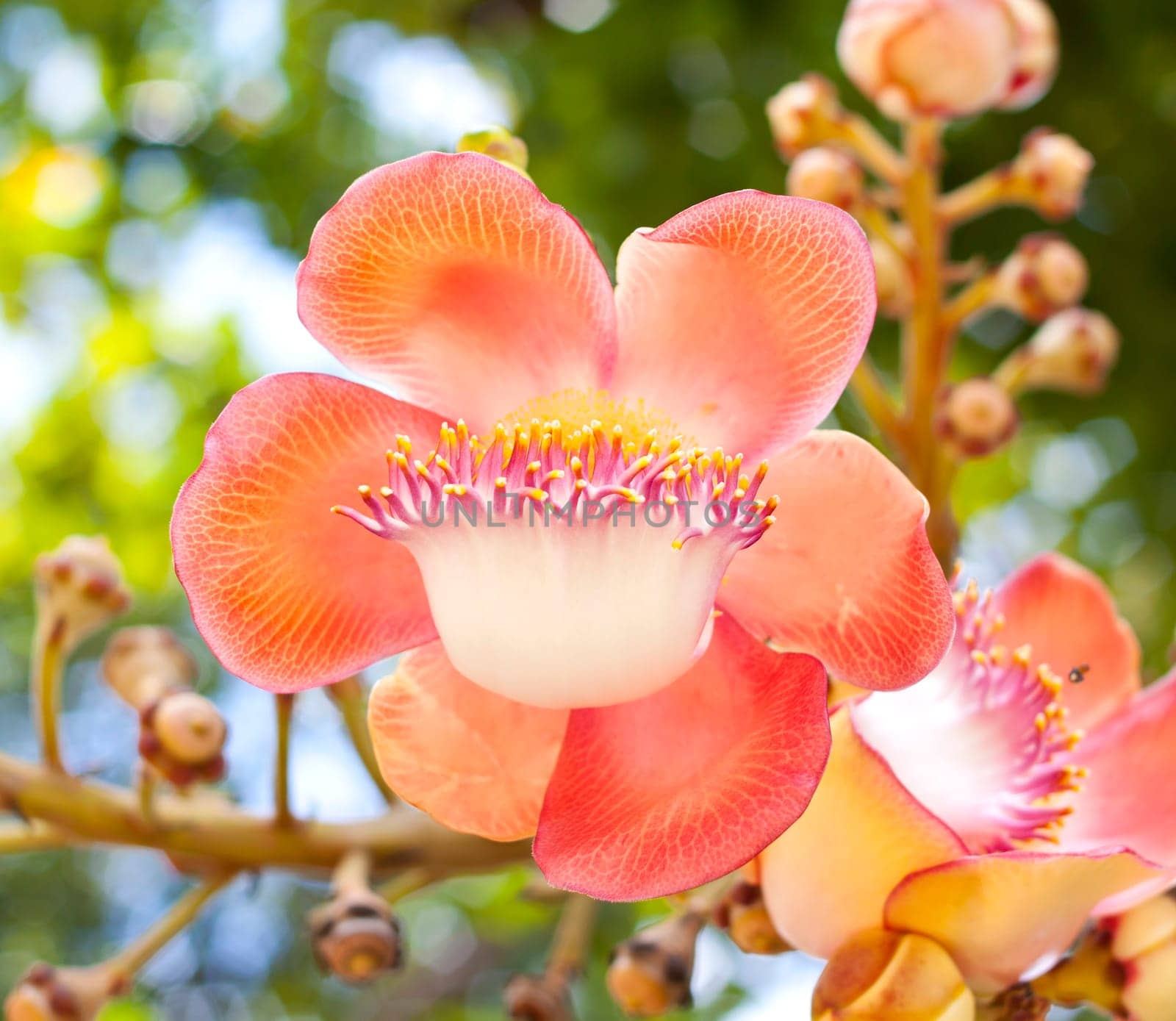 Flowers in the garden of colorful flowers are blooming beautifully.