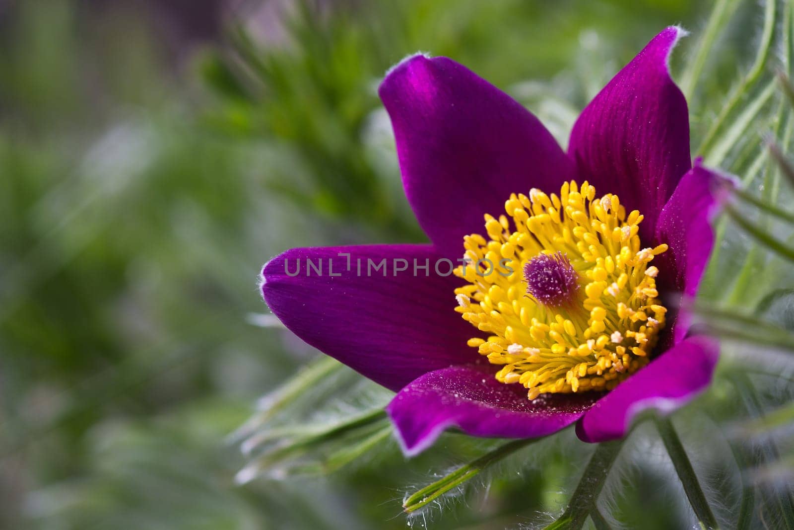 Pasque flower