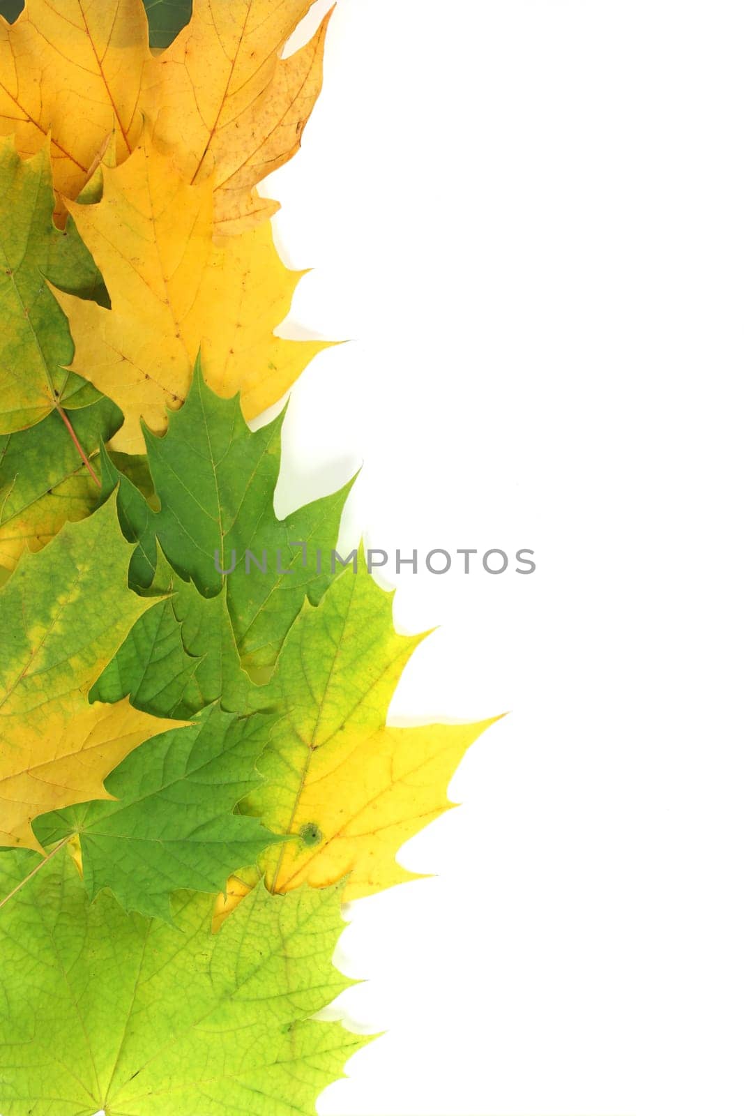 Autumn leaves on edge with white space