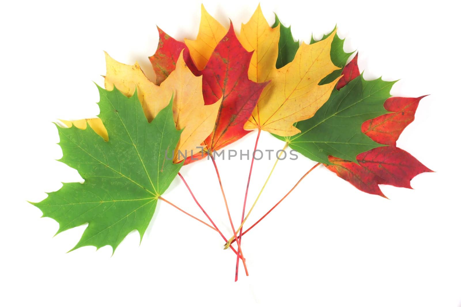 Autumn leaves spread with white space