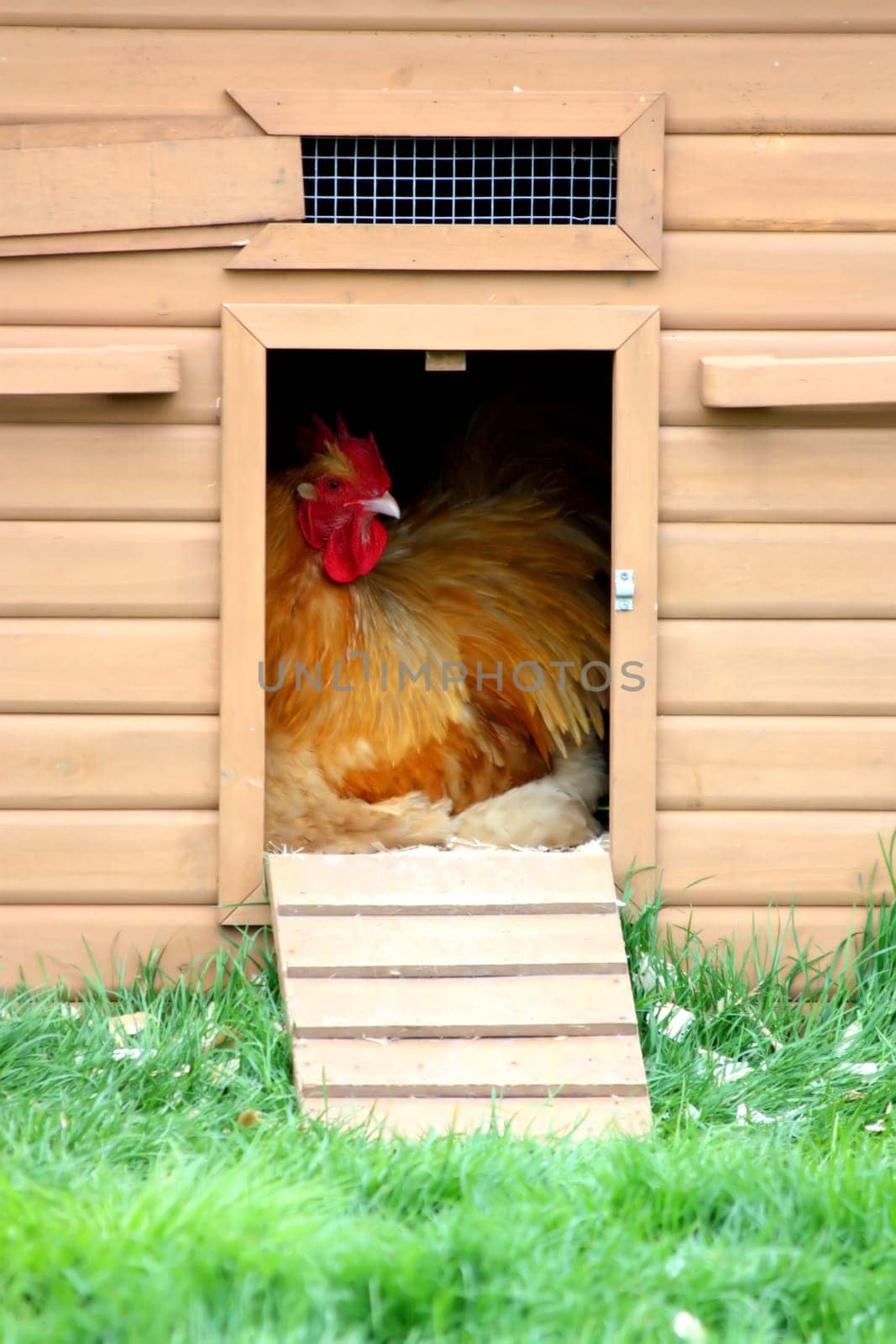 Chicken in coup