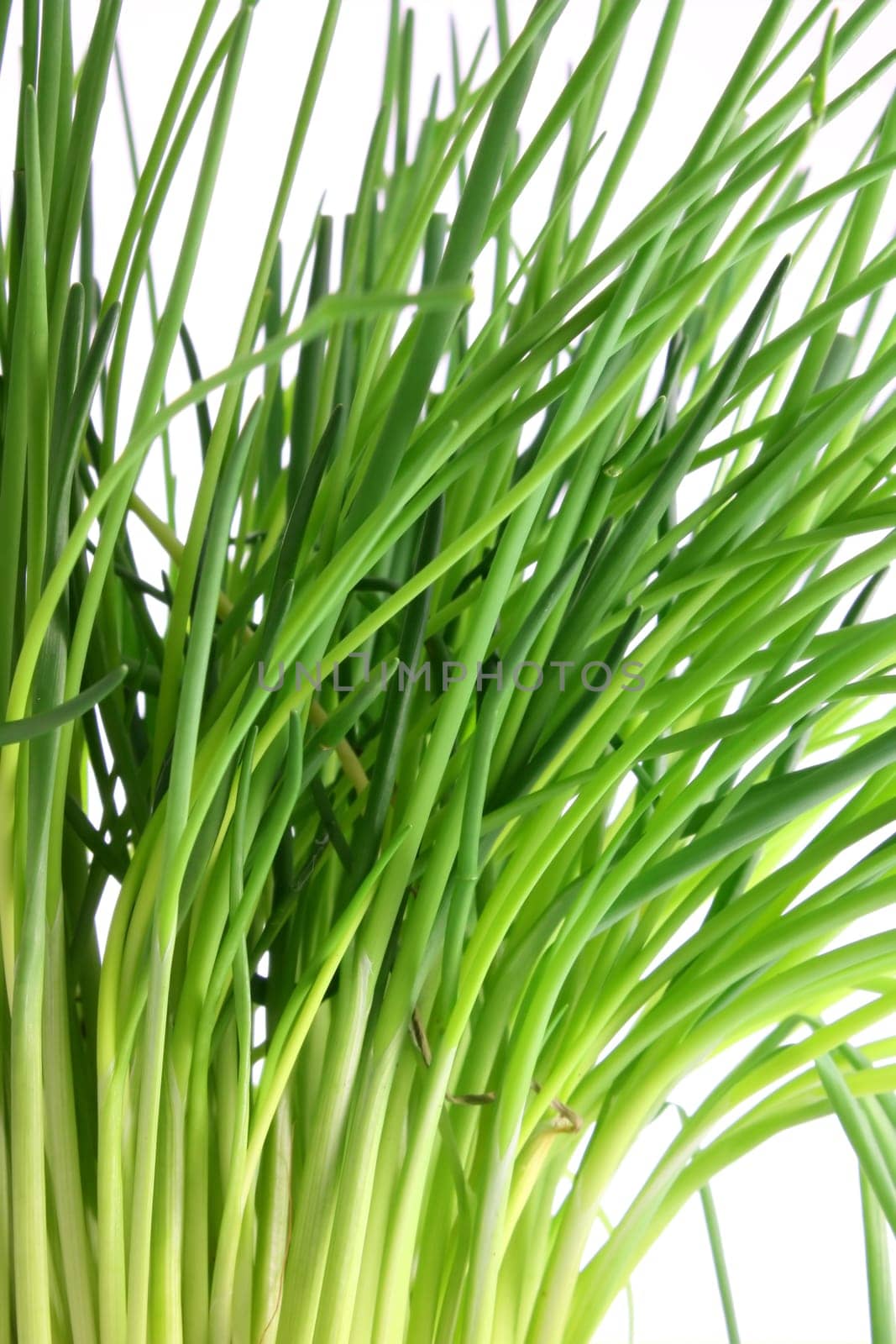 Chive herbs on white background