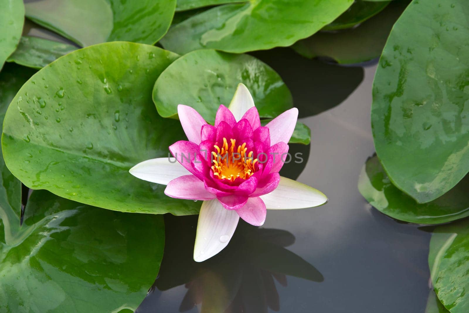 Beautiful pink lotus flower blossoming in the natural pond.