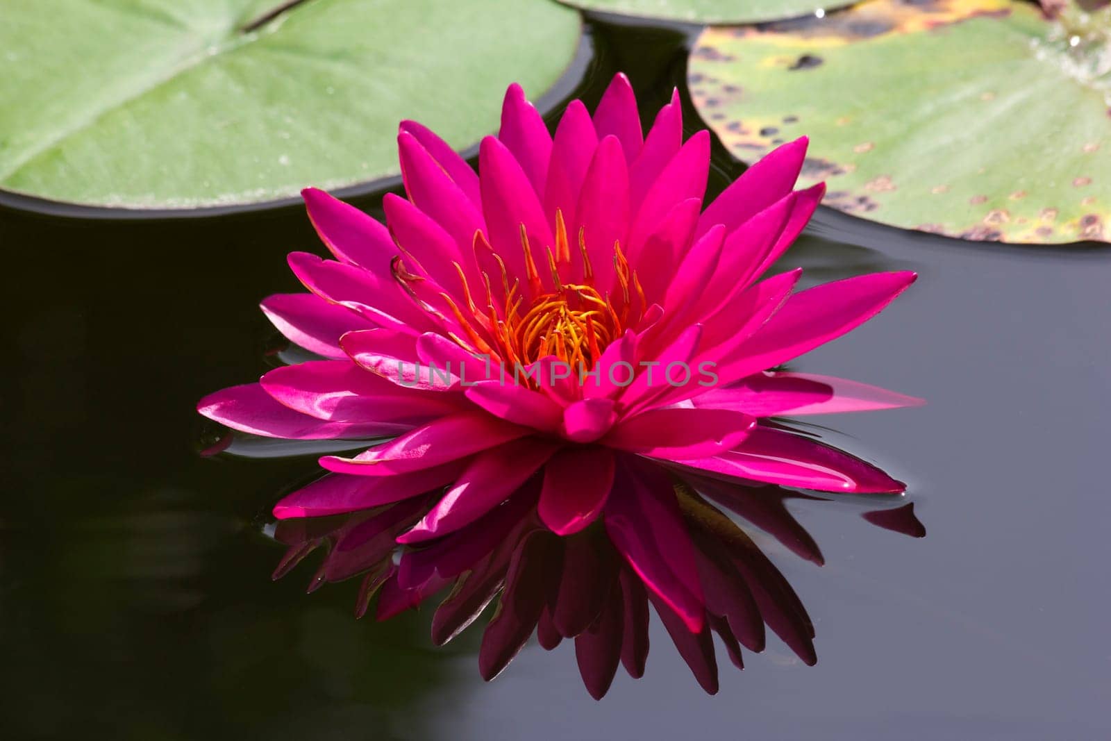 Beautiful pink lotus flower blossoming in the natural pond.