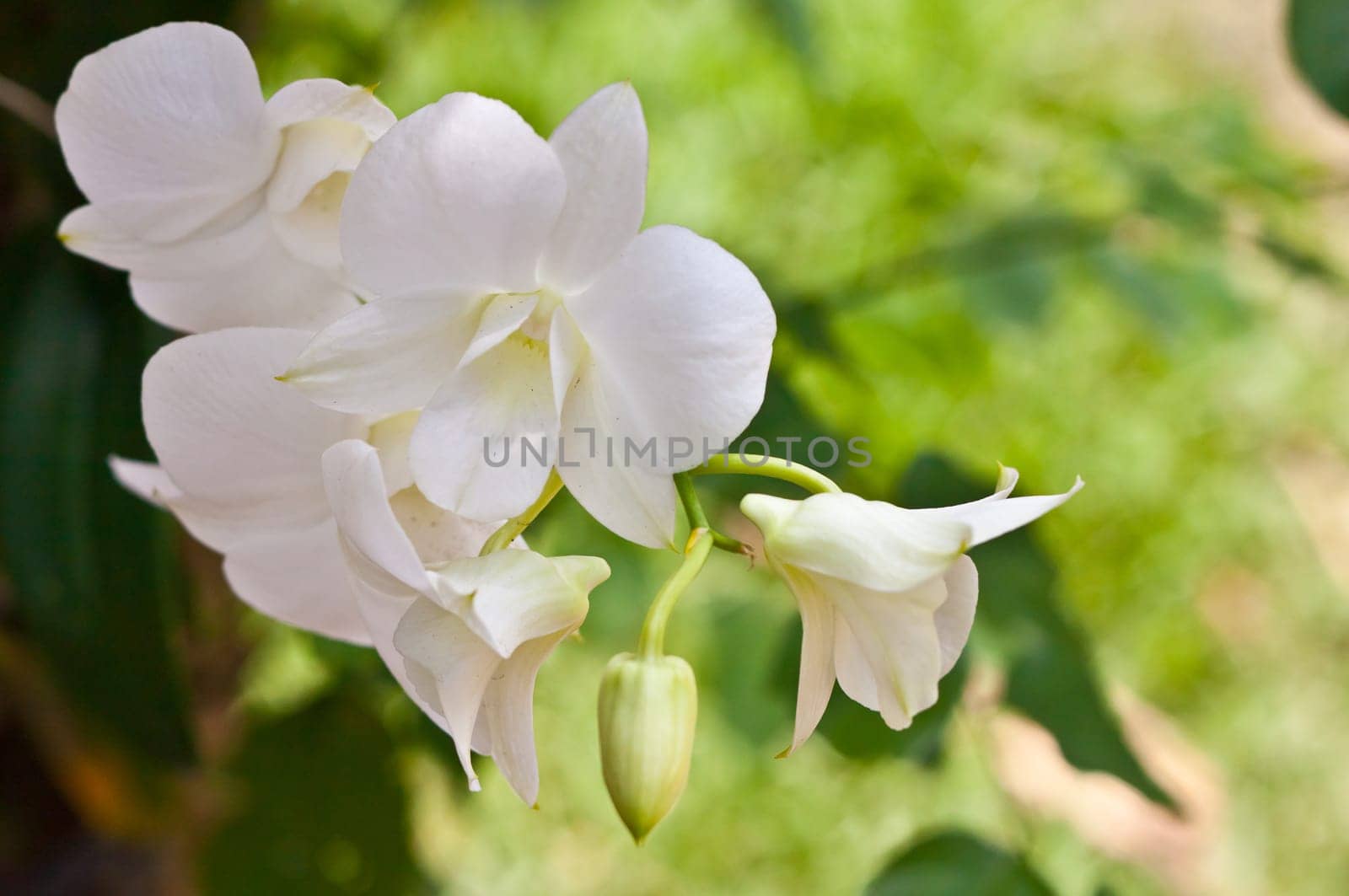 Beautiful orchid
