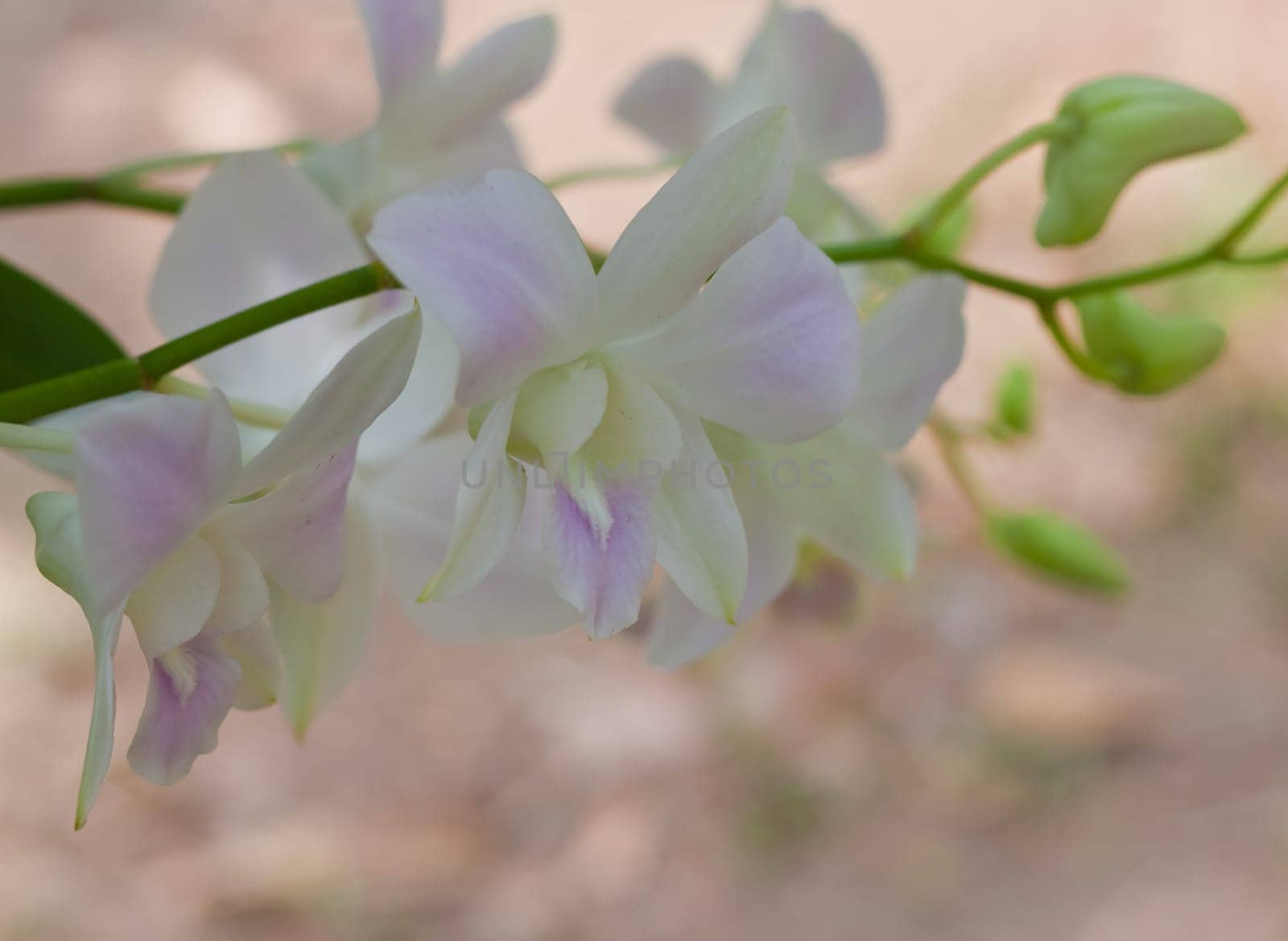Beautiful orchid