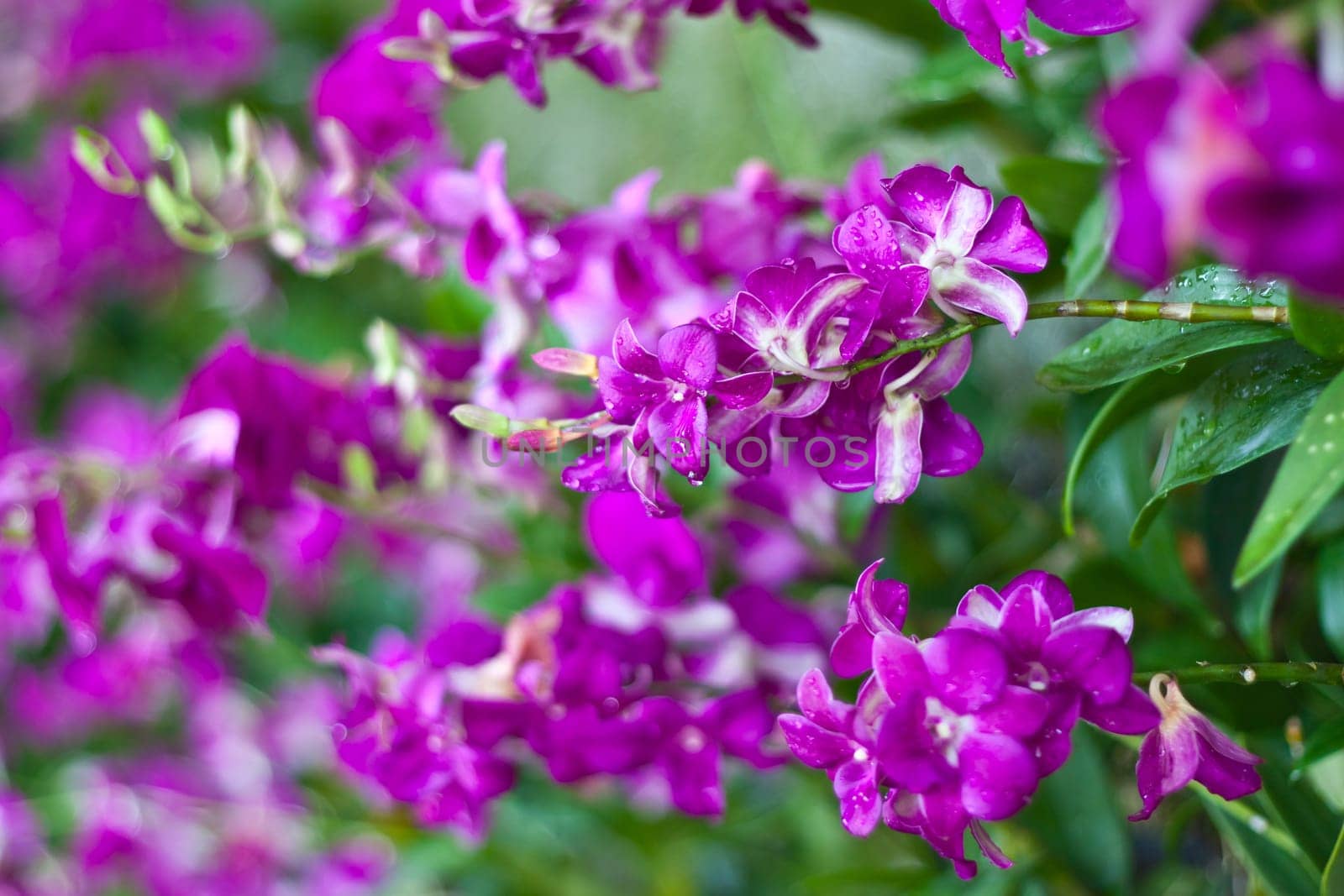 Beautiful orchid