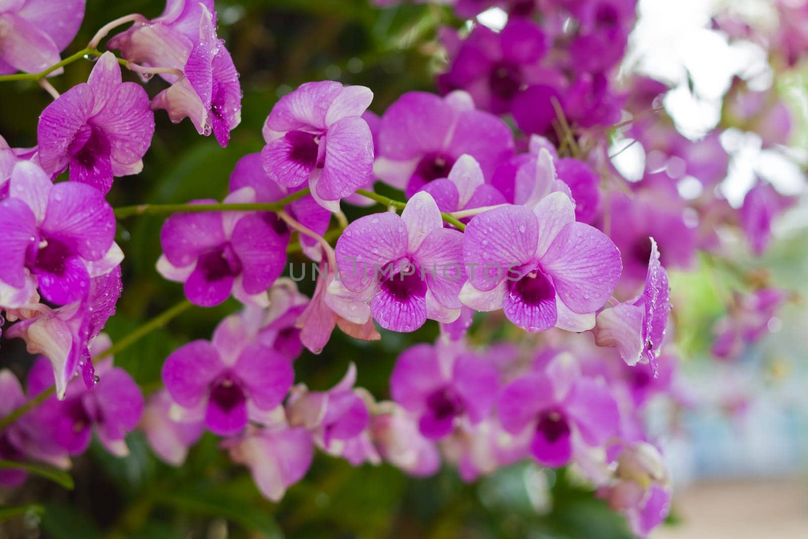 Beautiful orchid