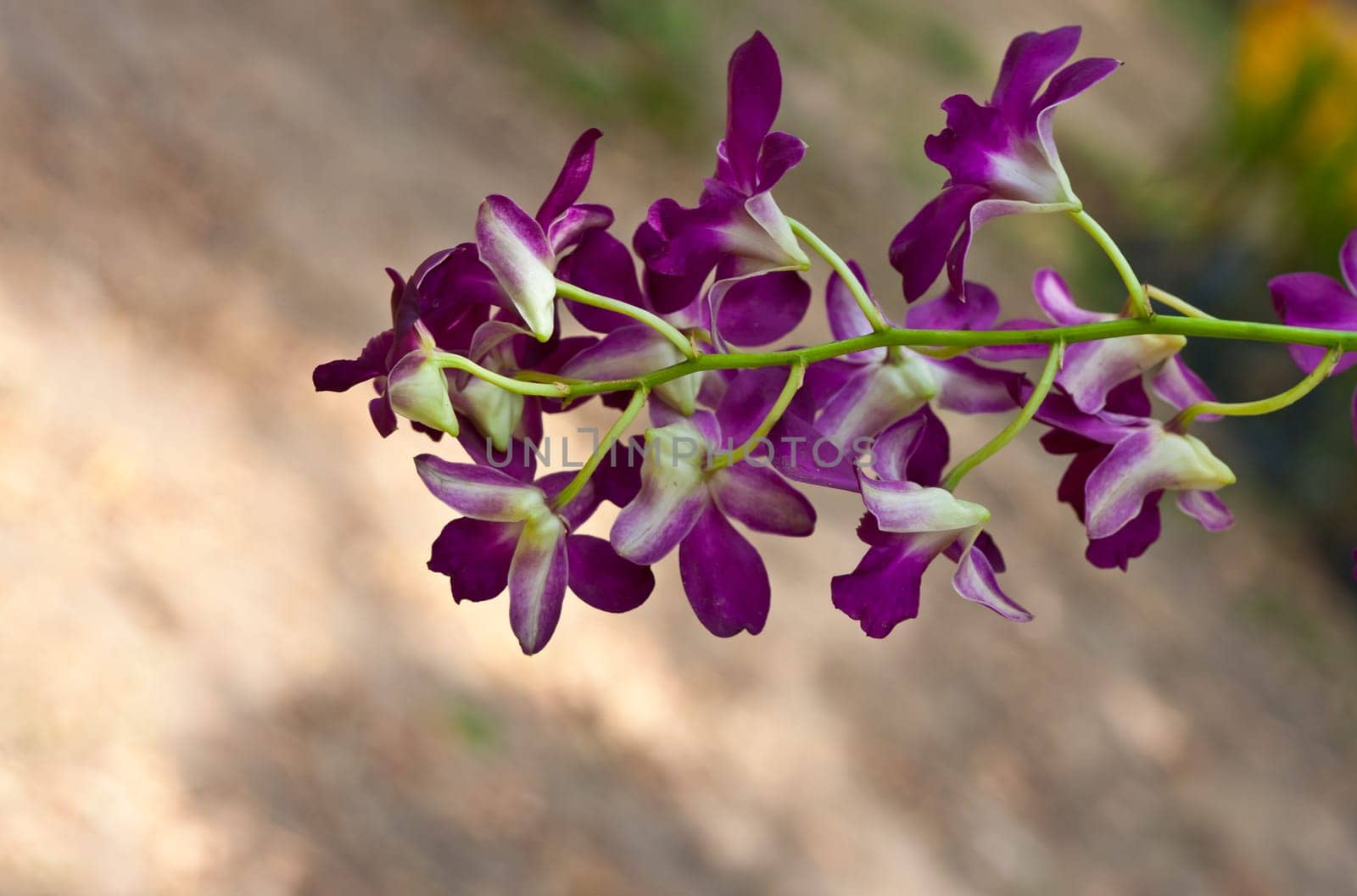 Beautiful orchid
