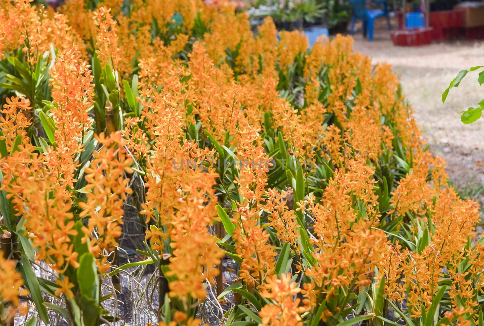 Beautiful orchid