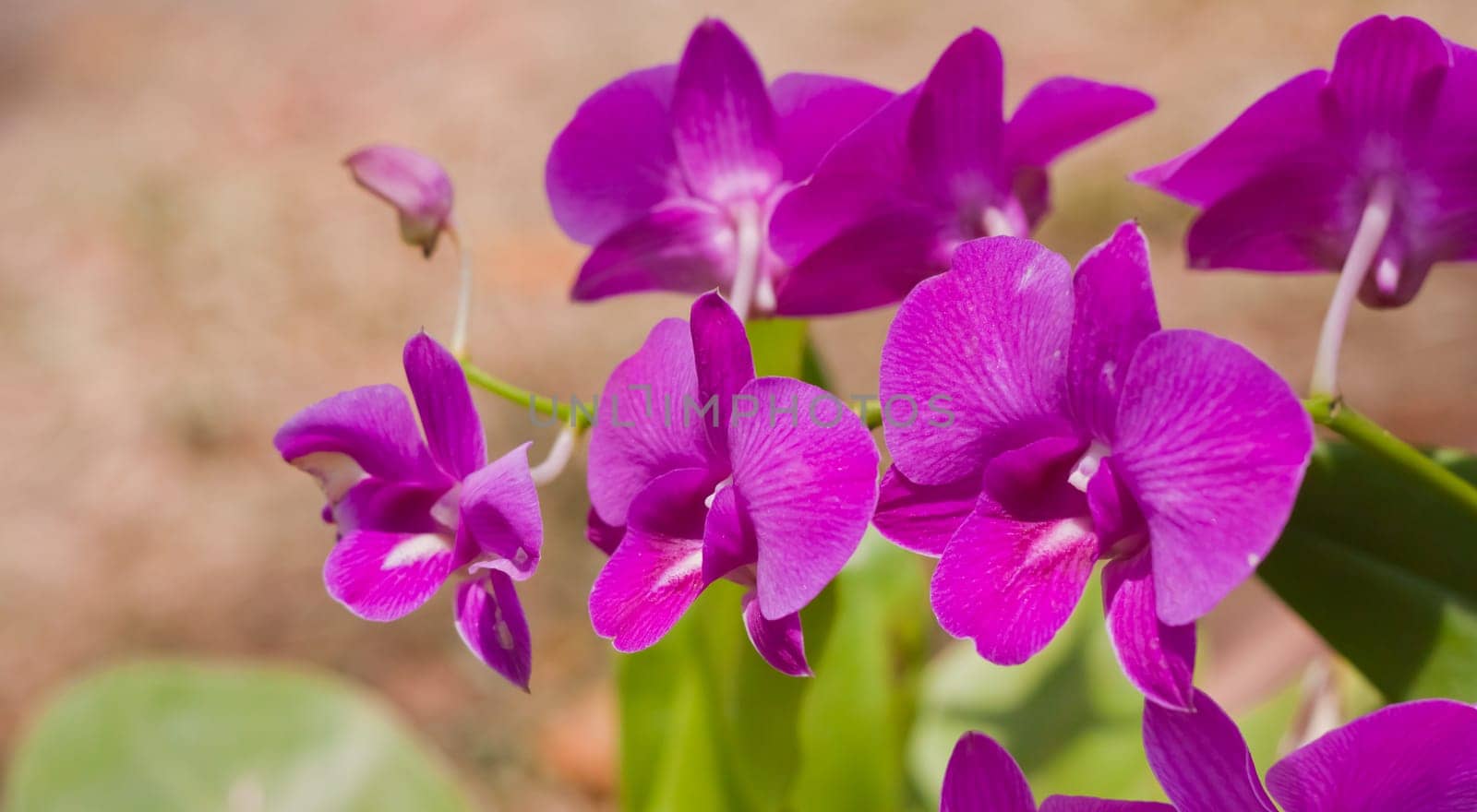 Beautiful orchid