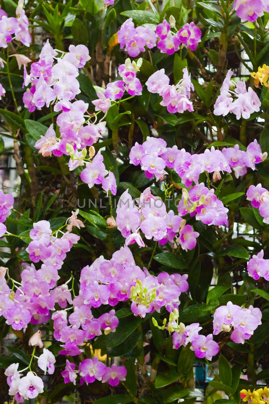 Beautiful orchid