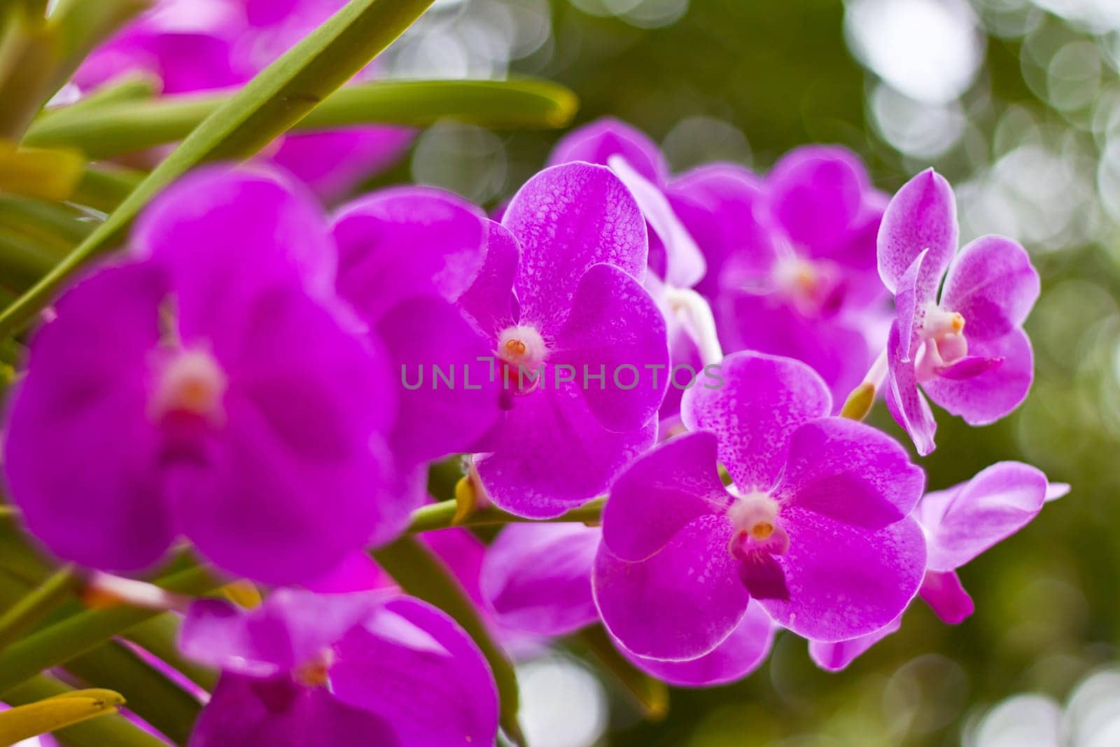 Beautiful orchid