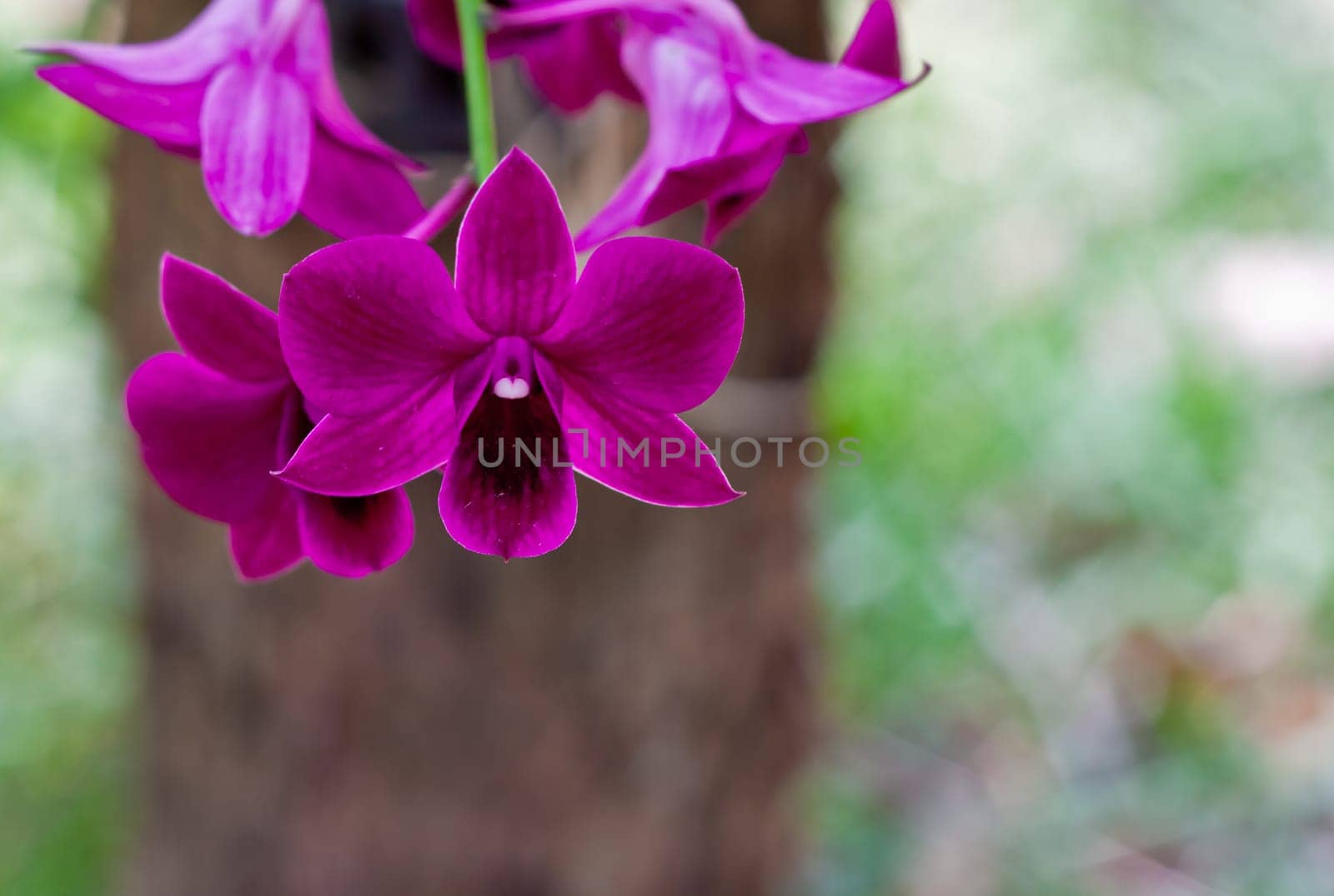 Beautiful orchid