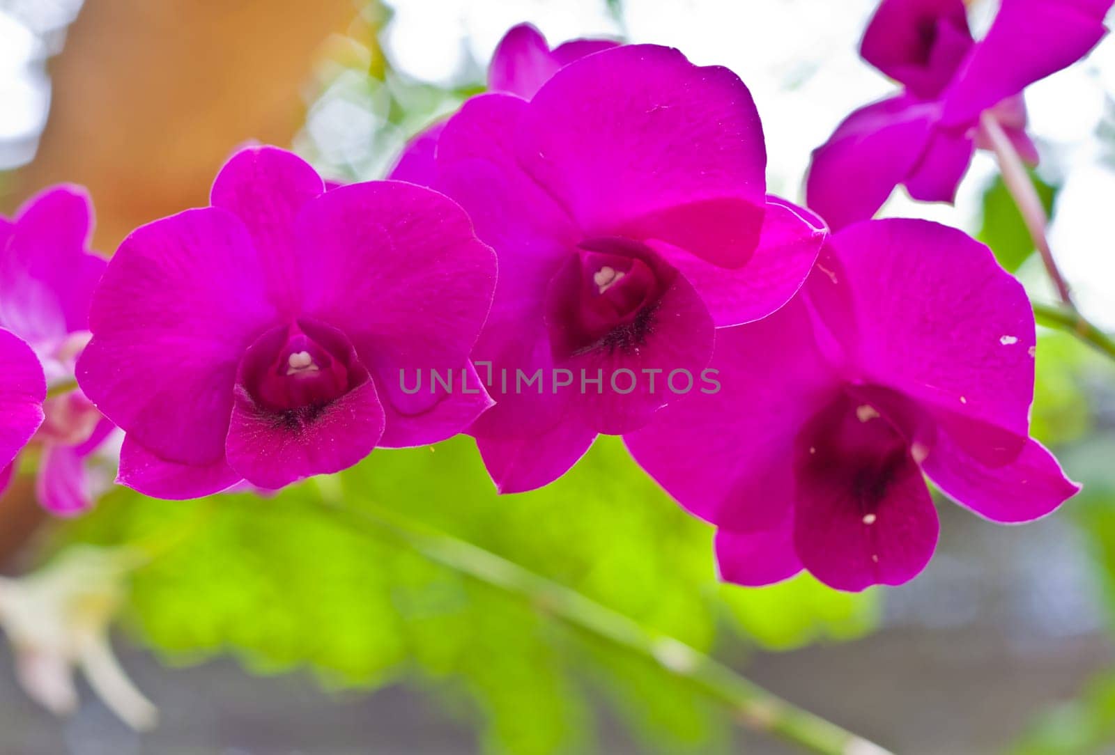 Beautiful orchid
