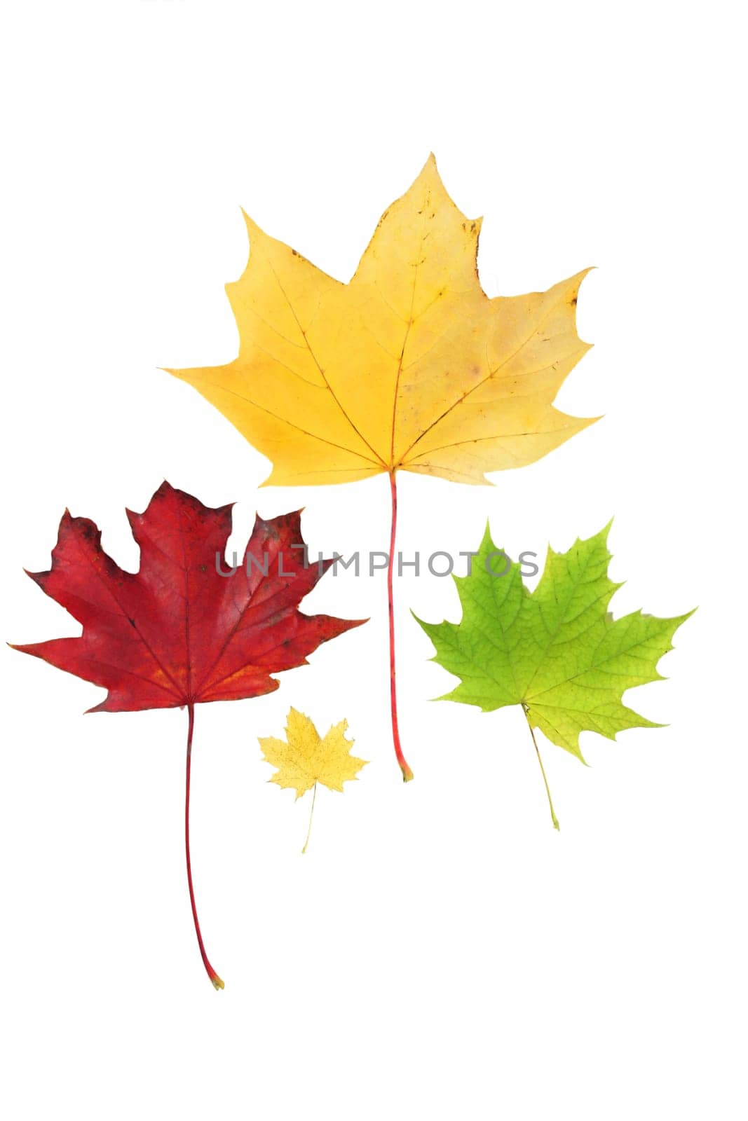 Autumn leaves isolated on white